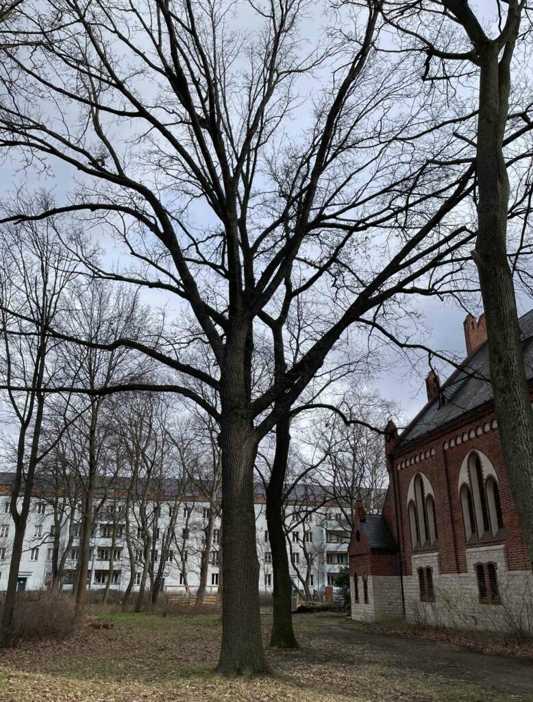 Zu sehen sind Bäume im Winter im Kirchgarten der Verklärungskirche Berlin-Adlershof.